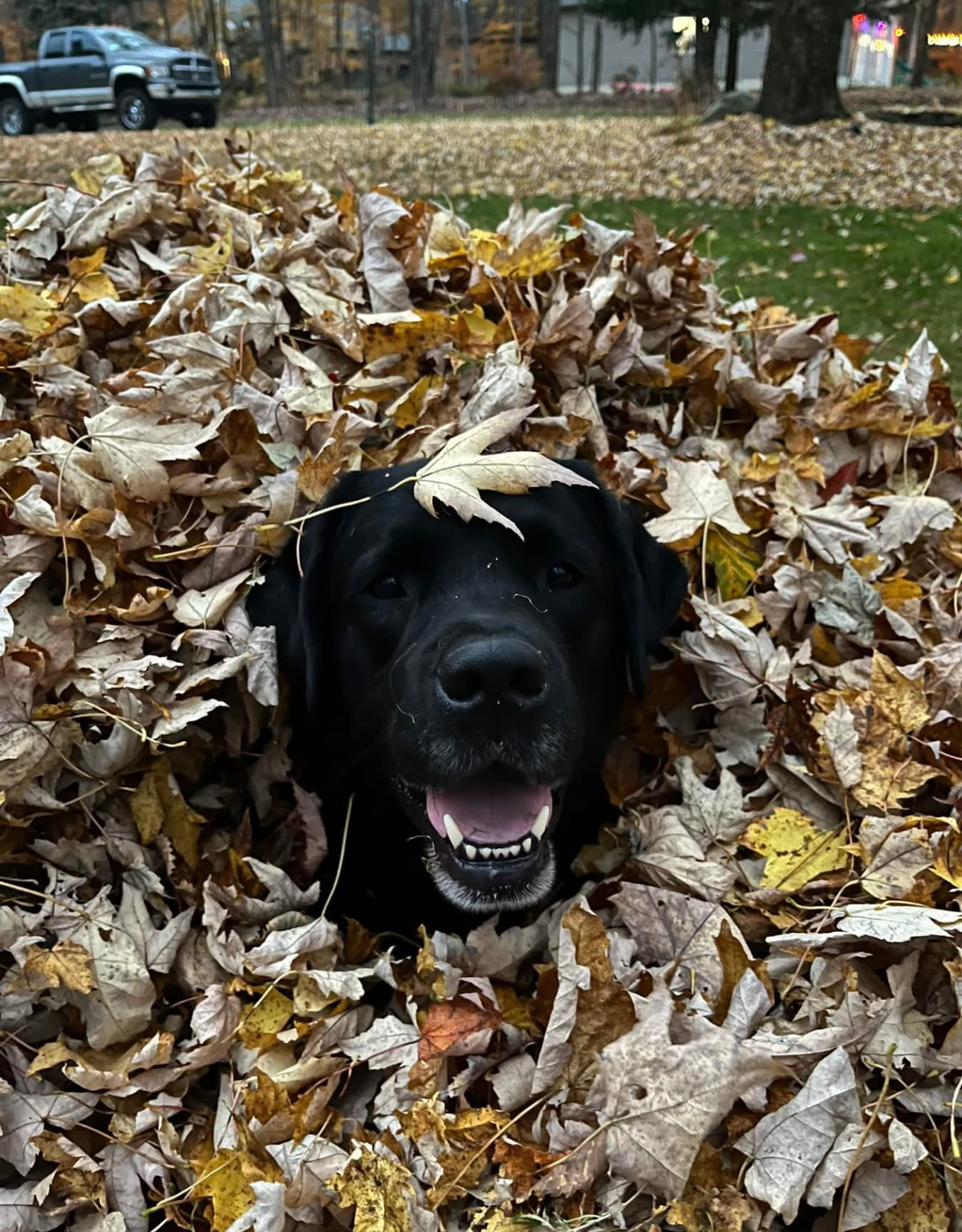Black lab popping out of a freshly raked leaf pile during a fall cleanup job
