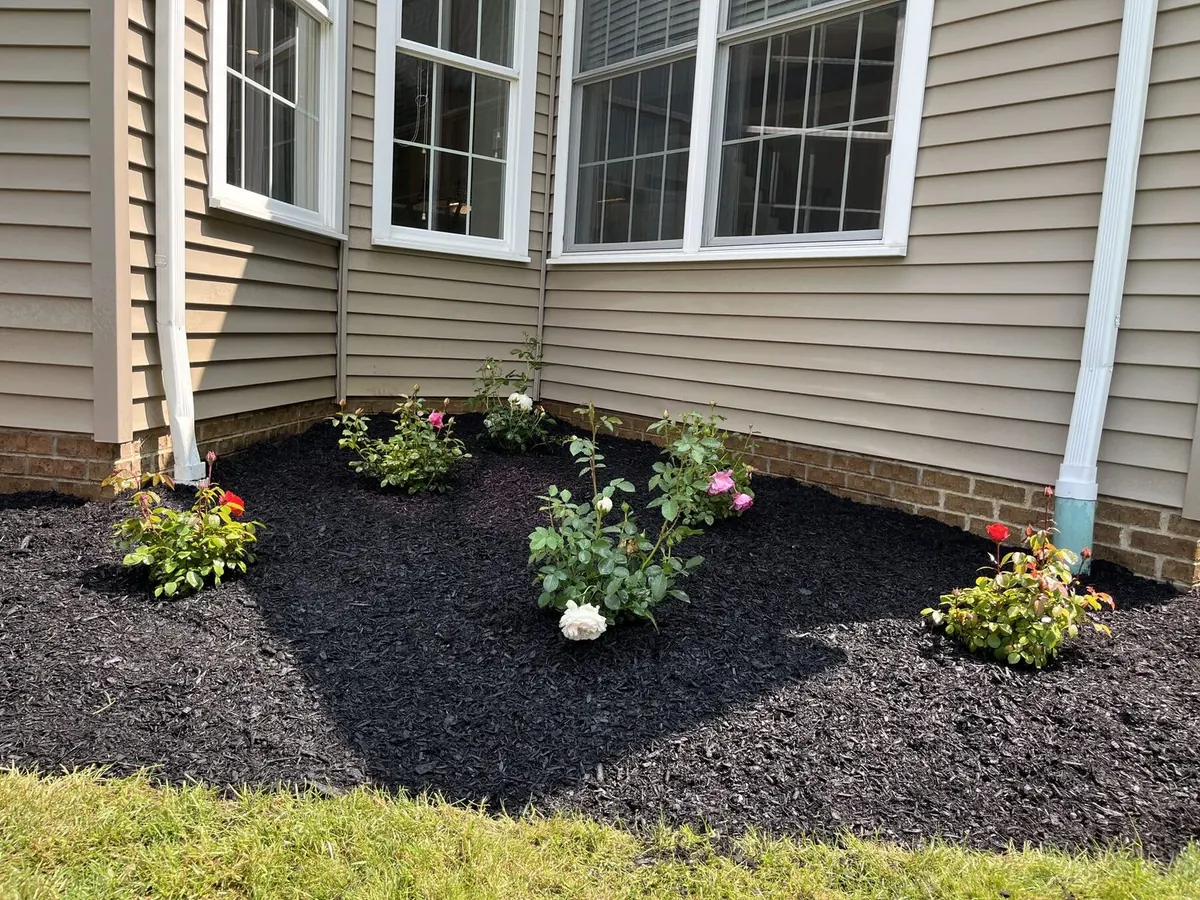 Edged mulch bed transition to fresh lawn